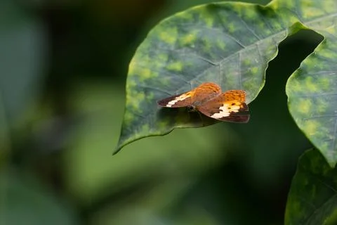 High angle shot of the rustic butterfly resting on a leaf Stock Photos
