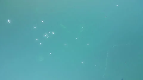 A high angle shot of the seagulls flying over the sea. Stock Footage 305730693