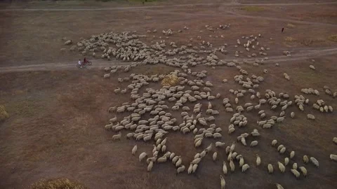 High Angle shot of sheep Stock Footage 249250225