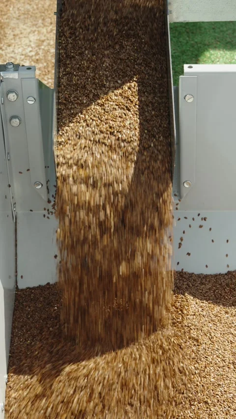 A high-angle shot shows a continuous flow of golden-brown grain pouring from Stock Footage 339911777
