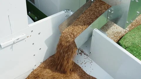 A high-angle shot shows a continuous flow of golden-brown grain pouring from Stock Footage 339911832
