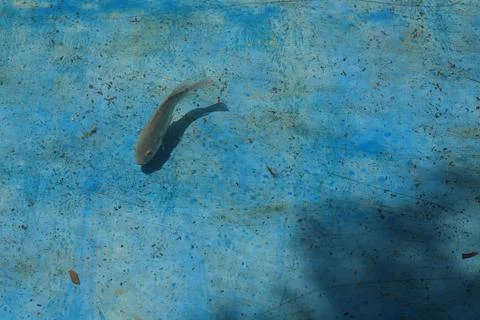 High-angle shot of a single grey fish casting a distinct shadow Stock Photos