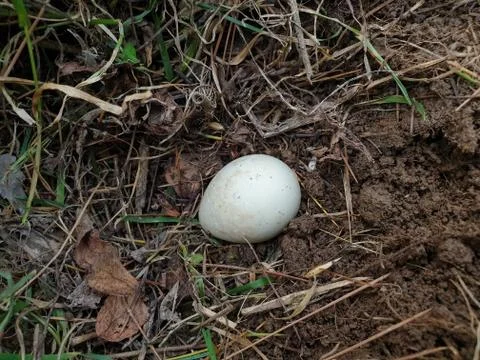 High angle shot of a small white egg in the soil in jungle with selective focus Stock Photos