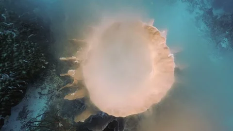 High angle shot of Spawning Sponges, under water shot, Indonesia Stock Footage 100669597