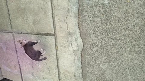 High angle shot of a stray tabby cat with white paws standing on cracked co.. Fotos de archivo