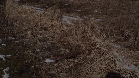 High-angle shot of textured ground covered in dry, flattened golden grass mixed Stock Footage 336013051