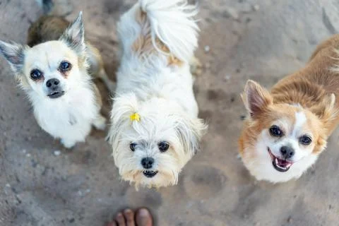 High angle shot of three adorable dogs on a sandy beach Stockfoto's