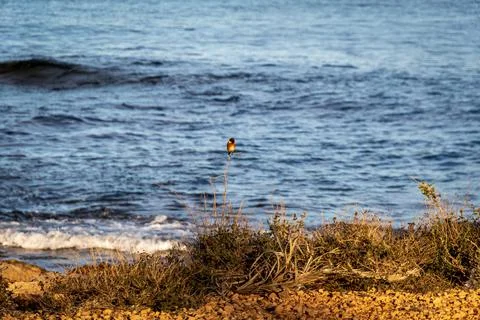 High angle shot of a tiny bird on the bush on seacoast Stock Photos
