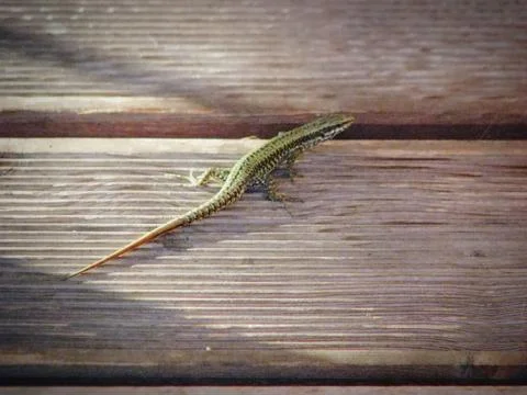 High angle shot of a tiny green lizard on a wooden deck in daylight Foto stock