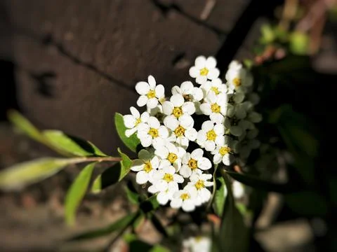 High angle shot of tiny little white bird cherry flowers Foto stock