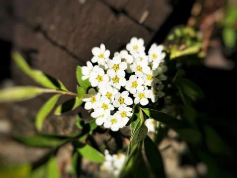 High angle shot of tiny little white bird cherry flowers Foto stock
