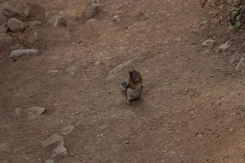 High angle shot of a tiny squirrel standing on the ground and looking up Stock Photos
