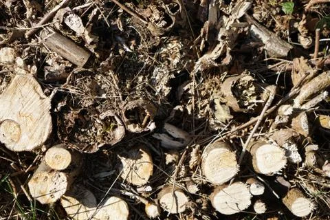 High angle shot of tiny tree trunks on a sunny day Stock Photos