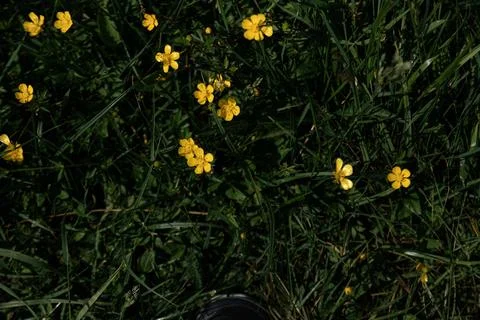 High angle shot of tiny yellow flowers growing in thick green grass in a wi.. Foto stock
