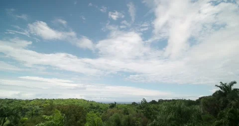 High angle shot of tropical forest near ocean. Wide angle. Stock Footage 274632983
