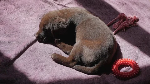 High angle shot of two months old chocolate Labrador Retriever puppy with toys. Video stock 128872714