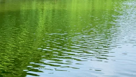 High angle shot of vibrant green tree reflections spreading across a rippli.. Stock-Footage 337583550