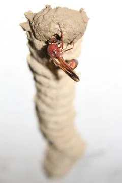 High angle shot of a Wasp dedicated to building its hive. Stock Photos