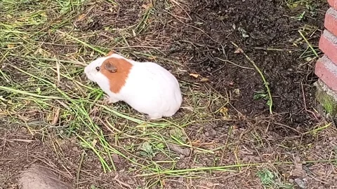 High-angle shot of a white and brown guinea pig Stock Footage 325946655