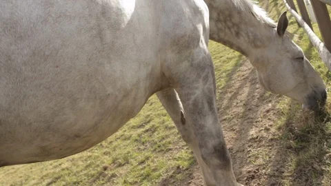 High angle shot of white horse eating hey in field Stock Footage 107624976