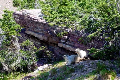 A high angle shot of white mountain goats hanging out in Glacier National Par 스톡 사진