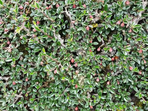 High angle shot of wild tiny green leaves, Beautiful small leaves Stock Photos