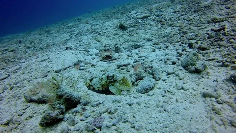 High angle slow motion of cuttlefish floating on ocean floor, marine mollusk in Stock Footage 128789482