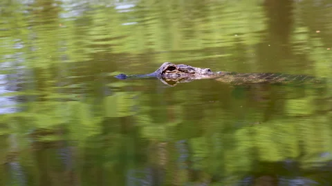 High-Angle Slow Motion Video of Alligator Floating in Lake Stock Footage 271685442