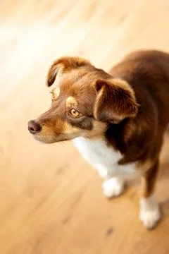 High angle small brown dog looking attentively Stock Photos