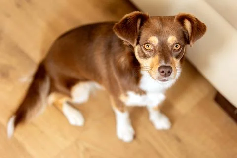 High angle small brown dog looking attentively Stock-Fotos