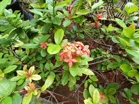 High angle of small flowers among the leaves Stock Photos