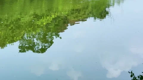 High angle static shot of a calm pond reflecting lush green trees and cloud.. Stock-Footage 337583769