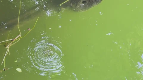 High angle static shot of a school of small fish swimming in a green pond n.. Stock Footage 337583841