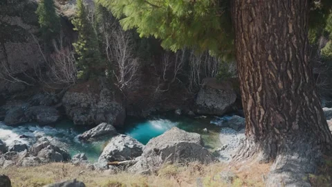 High Angle Static Shot of Turquoise River Framed by Pine Tree Trunk and Needles Stock Footage 330440673
