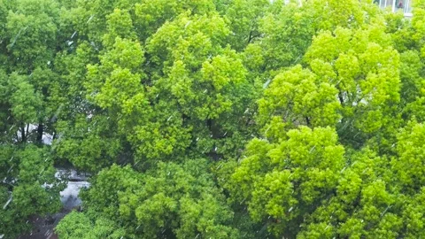 High angle steady shot of light snow falling over lush green park trees Stock Footage 342328555