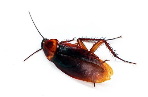 High angle studio shot of a large brown American cockroach isolated on a so.. Stock Photos