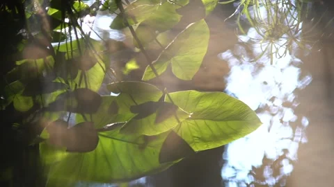 High angle of sun glare on water reflecting across ripples Stock Footage 138669680