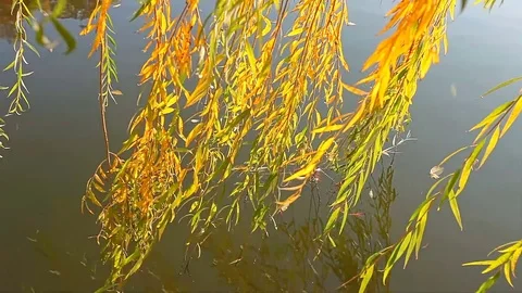 High Angle Sunset Backlit Willow Tree Branches Hanging over Water Video stock 82302323
