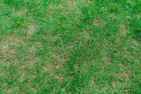 High angle texture view of a freshly mowed vibrant green grass lawn Фото