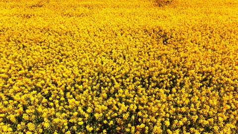 High angle texture of yellow canola flowers with shadows Video stock 334854284