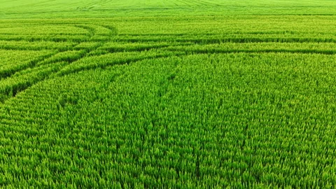 High angle texture of young green wheat rows in field Stock Footage 335693546