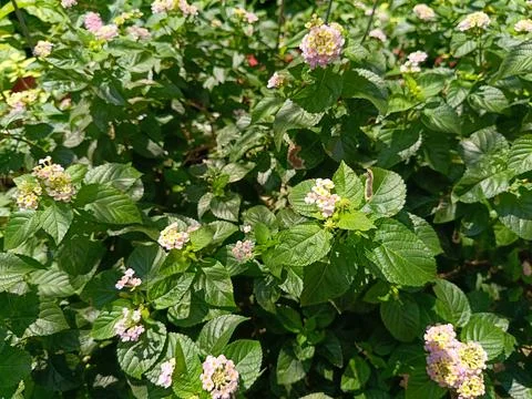 High angle of tiny flowers Foto stock