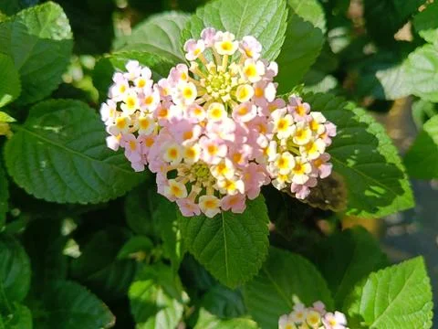 High angle of tiny flowers Stock Photos