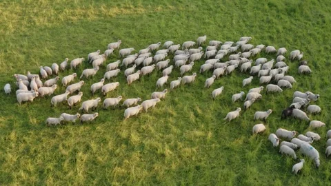 High Angle Top Down Aerial Shot of White Sheep Gathering and Walking Through a Stock Footage 339676587