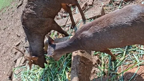 High-angle, top-down shot showing two dark brown deer, one with small antle.. Stock Footage 340045571