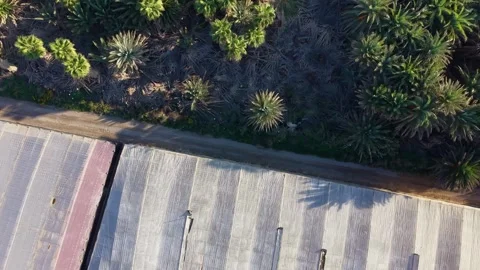 High Angle Top-Down View of Palm Tree Grove and Greenhouses 스톡 동영상 348676896