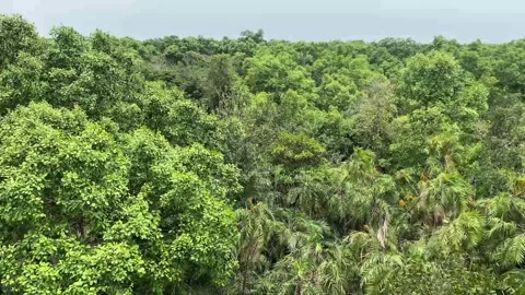 High angle top view of dense green tree canopy in Sundarbans forest area Stock Footage 340140429