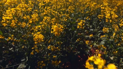 High angle tracking shot over field of flowering canola plants Video stock 55658261