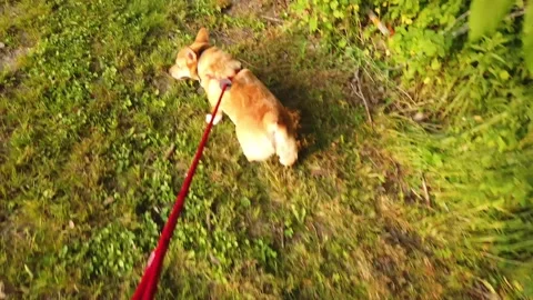A High-Angle Tracking Shot of a Pembroke Welsh Corgi out for a Walk Stock Footage 302100603