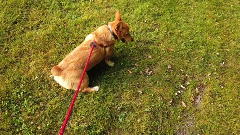 A High-Angle Tracking Shot of a Pembroke Welsh Corgi out for a Walk 스톡 동영상 302102587